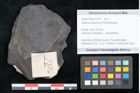 Foto (Objekt + Etikett) von Quercus nelsonica Ettingshausen (NHMW-GEO-2024-0188-10218)